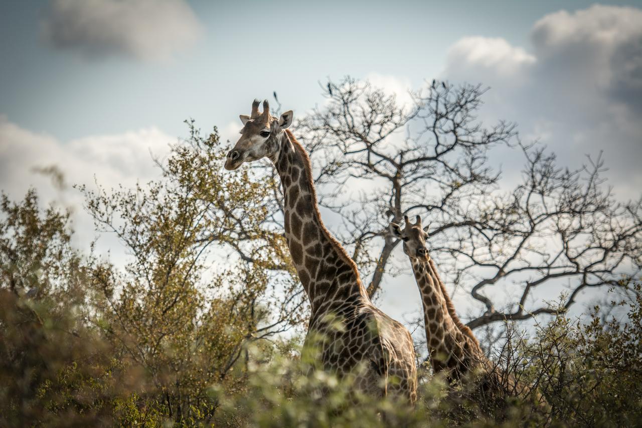 Garonga Safari Villa Makalali Game Reserve Kültér fotó