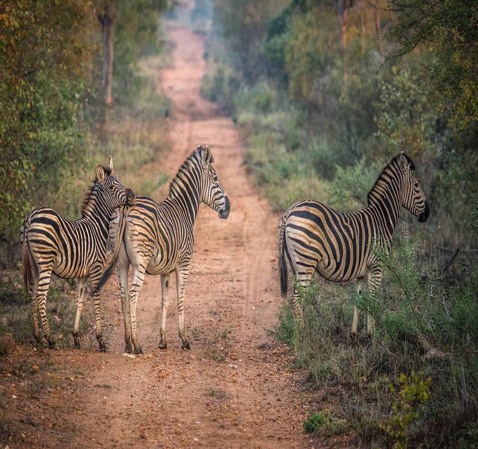 Garonga Safari Villa Makalali Game Reserve Kültér fotó