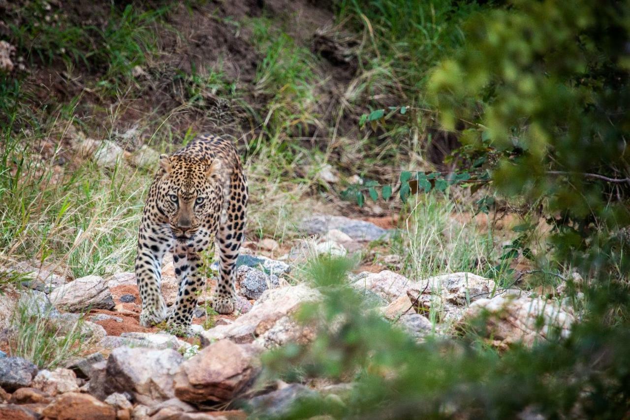 Garonga Safari Villa Makalali Game Reserve Kültér fotó