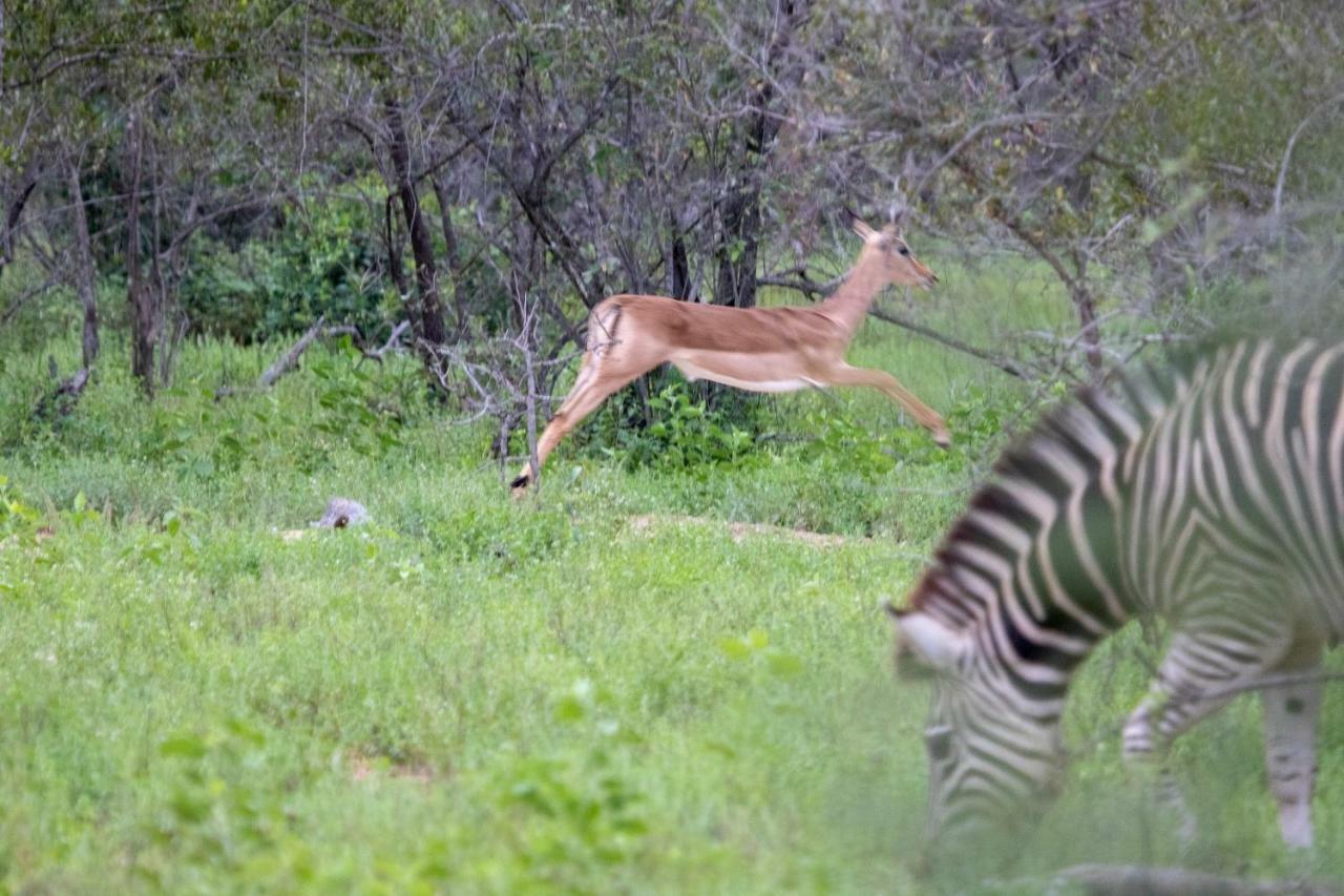 Garonga Safari Villa Makalali Game Reserve Kültér fotó
