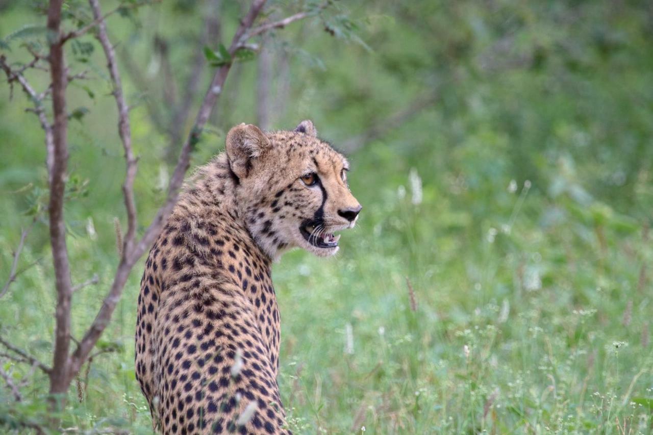 Garonga Safari Villa Makalali Game Reserve Kültér fotó