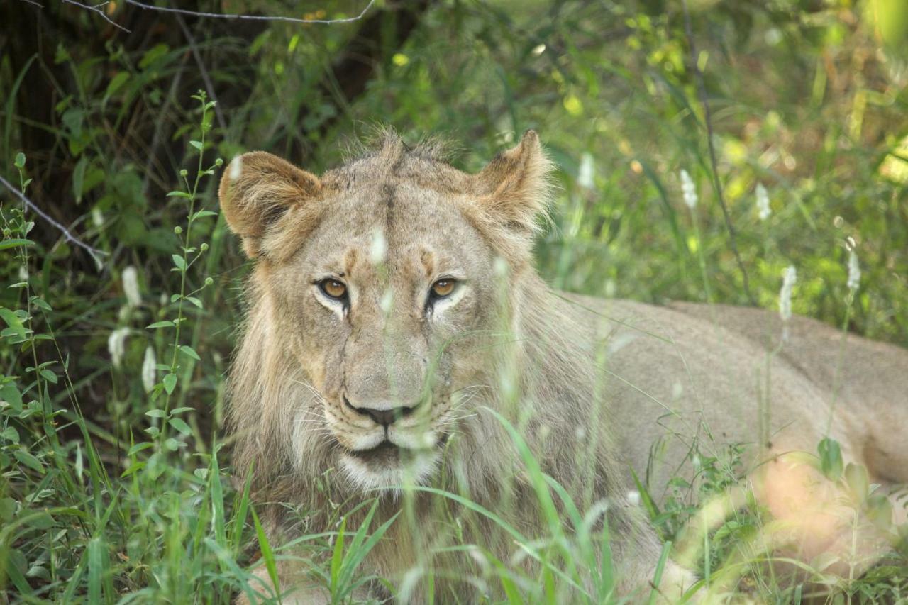 Garonga Safari Villa Makalali Game Reserve Kültér fotó