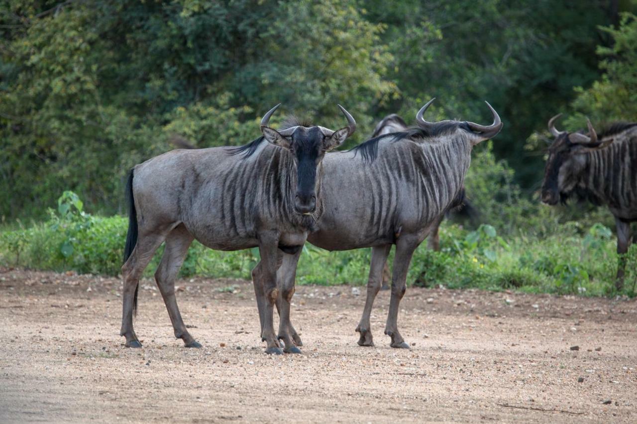 Garonga Safari Villa Makalali Game Reserve Kültér fotó