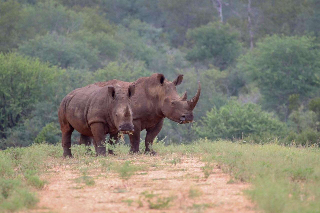 Garonga Safari Villa Makalali Game Reserve Kültér fotó