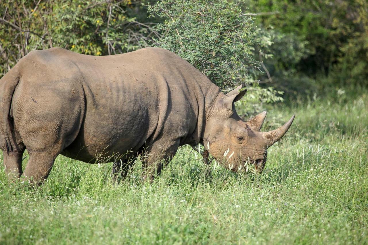 Garonga Safari Villa Makalali Game Reserve Kültér fotó