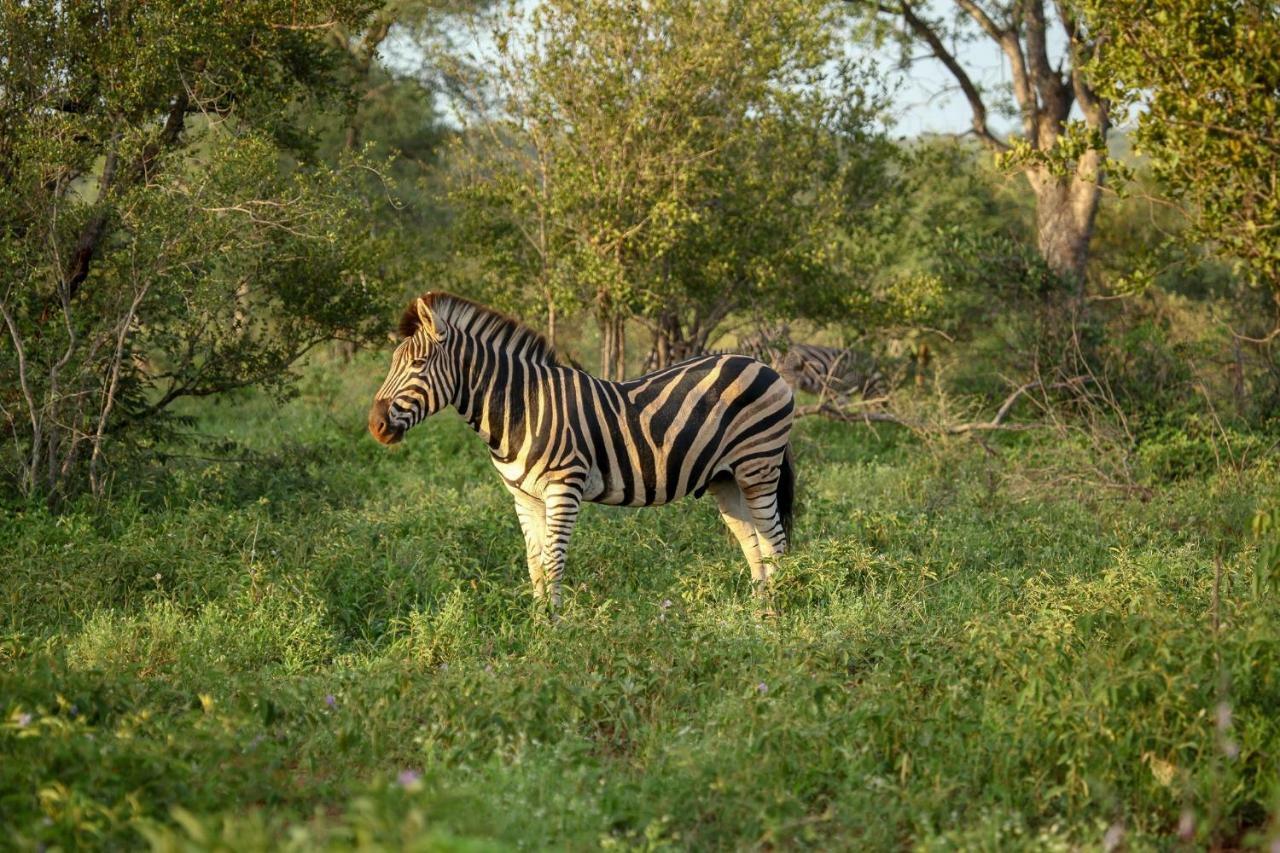 Garonga Safari Villa Makalali Game Reserve Kültér fotó